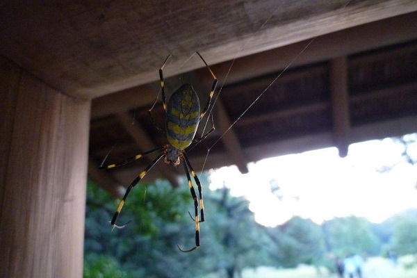 Очаква се инвазивен вид паяк с размерите на детска длан