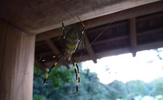 Гигантски паяци ще падат от небето по Източното крайбрежие на САЩ