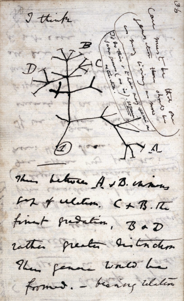 Скицата с ”Дървото на живота” от откраднатата тетрадка на Чарлз Дарвин, 1837
