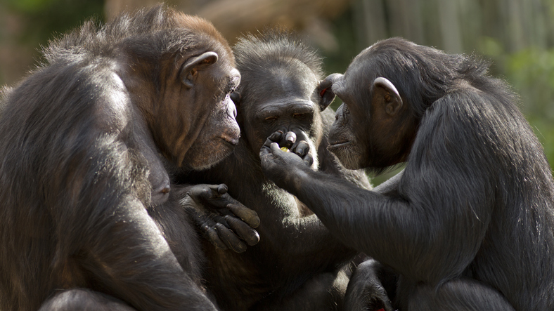 В над 900 часа записи на звуци от диви шимпанзета