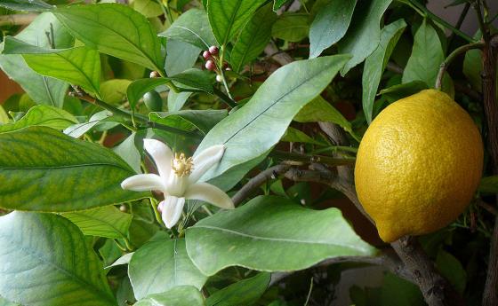 Не са ли доста надценени качествата на лимоновия сок?