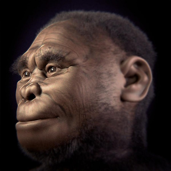 Лицева реконструкция на Homo floresiensis, Wikimedia.org