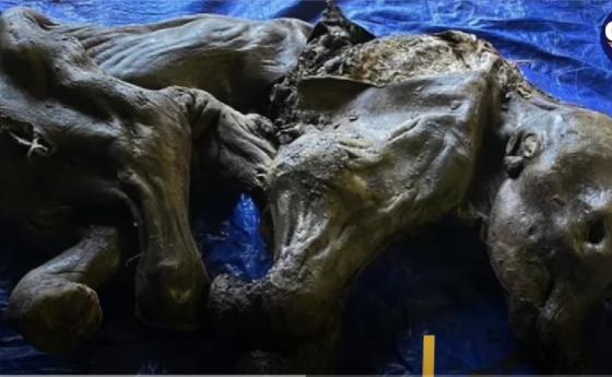 Златотърсач откри мумия на вълнест мамут на 35 000 години