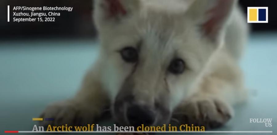 Китайски учени успешно клонираха арктическа вълчица на име Мая Успешното