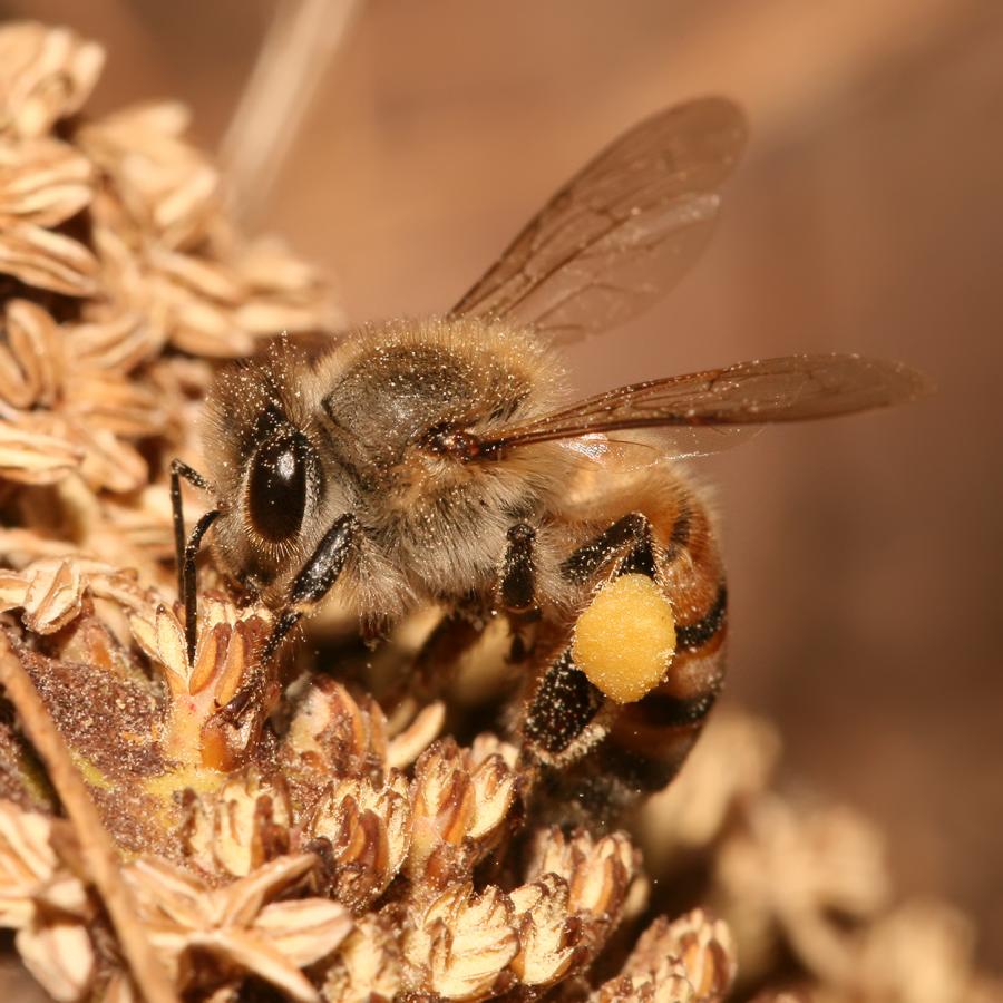 Всеизвестна е ролята на пчелите в хранителната верига като опрашители