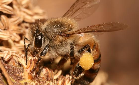 Все пак могат ли две пчели да отворят бутилка безалкохолно?
