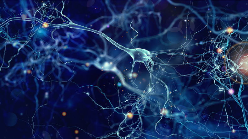 Невроните в областта на мозъка, отговаряща за паметта, са по-големи