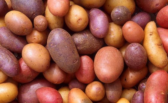 Нов животоспасяващ антибиотик открит в картофени бактерии