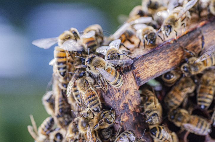 Докато се роят медоносните пчели могат да произведат плътност на