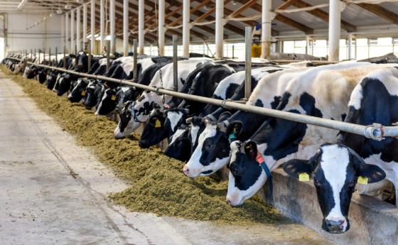 Крави, хранени с коноп, произвеждат мляко с THC