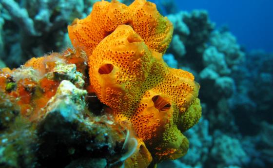 В морски организми откриха вещества, лекуващи COVID-19