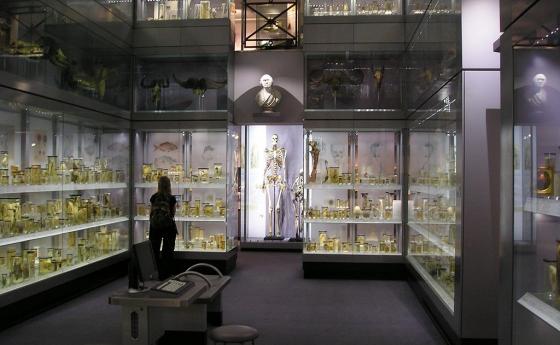 Махат скелета на „ирландския гигант“ от Лондонския музей на хирурзите