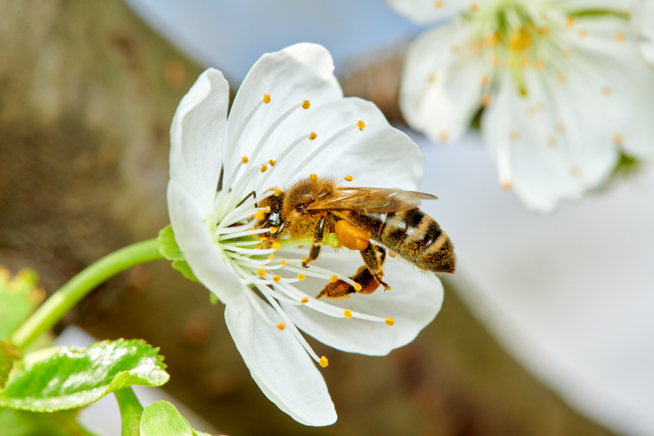 Световният ден на пчелите е обявен с резолюция на ООН
