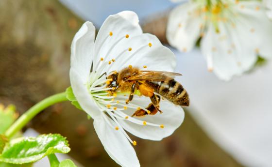 Днес е световен ден на пчелите