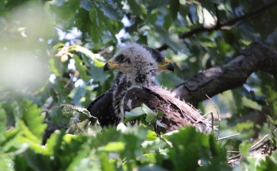 Първи за България документиран случай на гнездо на малък креслив орел с две малки