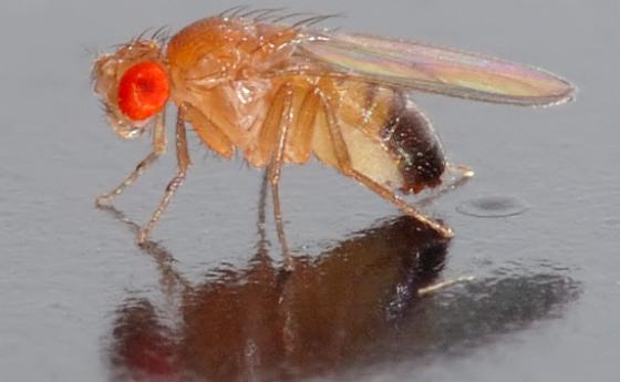Плодови мушици създадоха потомство без мъжки