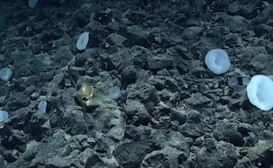 Златно кълбо, намерено на дъното на океана, озадачава учените