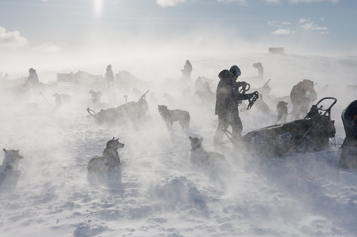 300 км. арктическа пустош, 180 опитни кучета за впряг, шепа