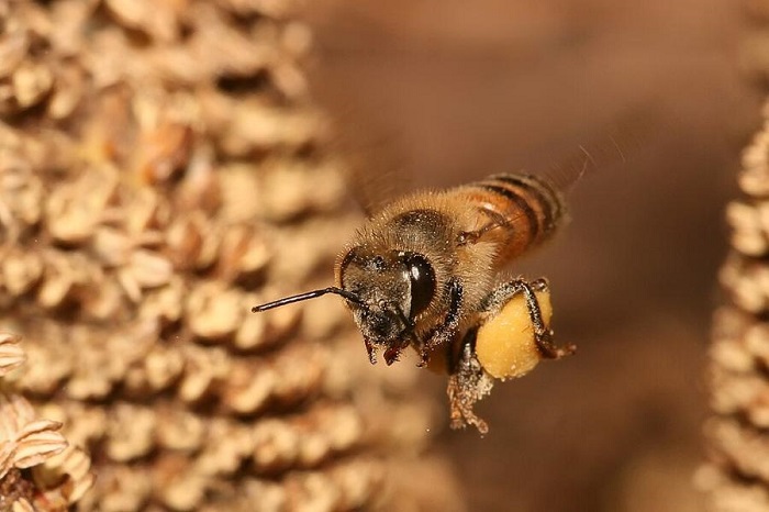 Пчелите играят една от най-важните роли на планетата, като опрашват