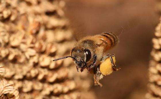 Пчелите не могат да усетят вкуса на пестициди, дори при смъртоносни нива