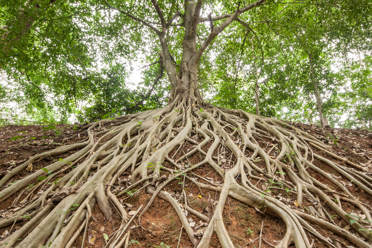 В гората на Индийския субконтинент има дървета които ходят Дървото