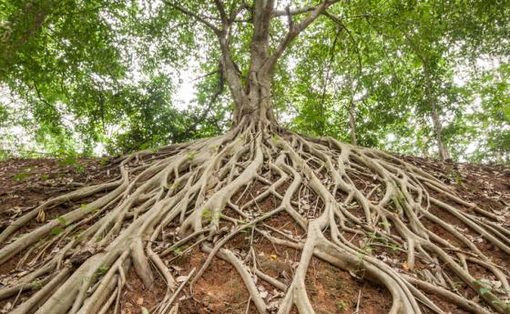 Banyan Trees – ходещото дърво