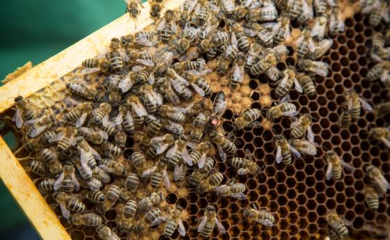 Пчелите са идеалните „екологични детективи”