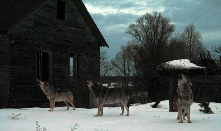 Популацията на вълци както и на други животни в зоната
