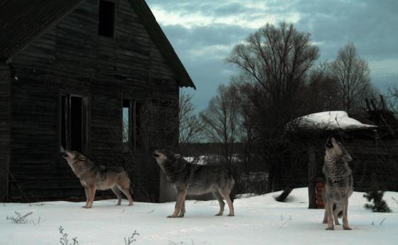 Вълците мутанти от Чернобил са развили невероятни способности