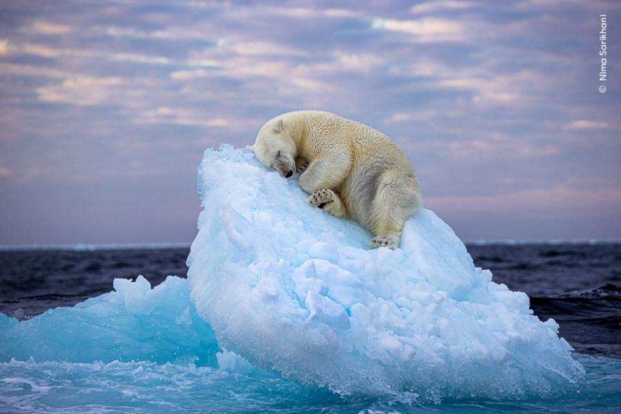 Ледено легло се нарича тази великолепна снимка на полярна мечка