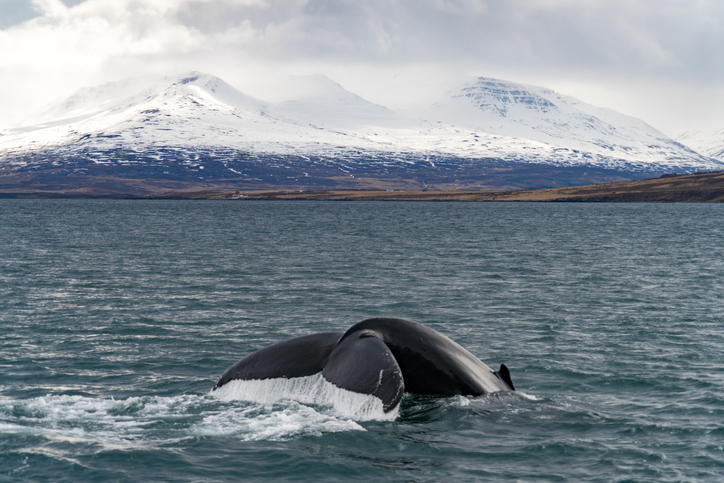 Когато Исландия спря сезона за търговски китолов през лятото на