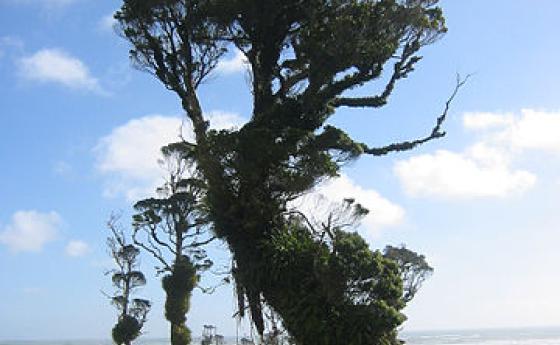 Дървото на годината в Нова Зеландия е единственото оцеляло от цяла гора