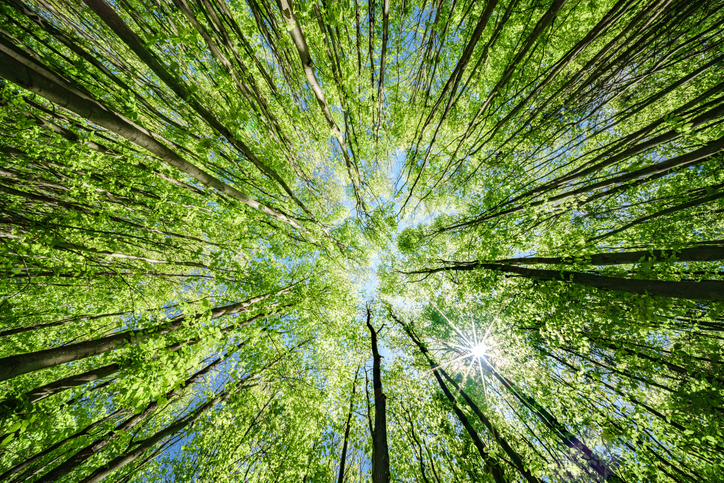 снимка: iStock