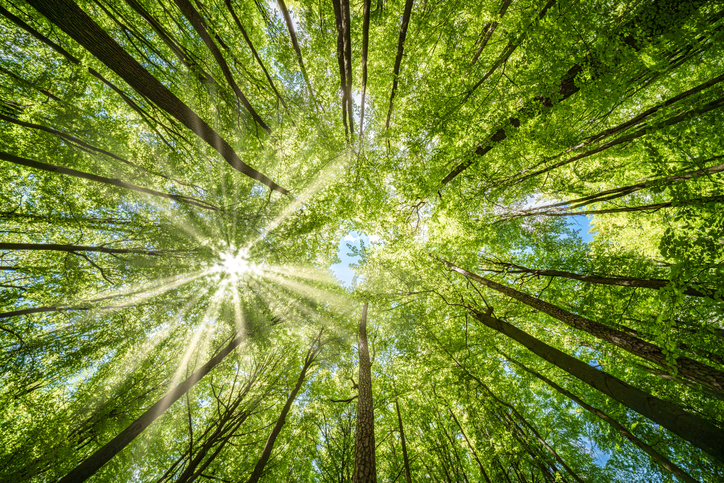 снимка: iStock