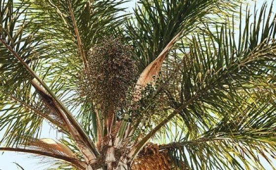 Оправдаха демонизираното палмово масло