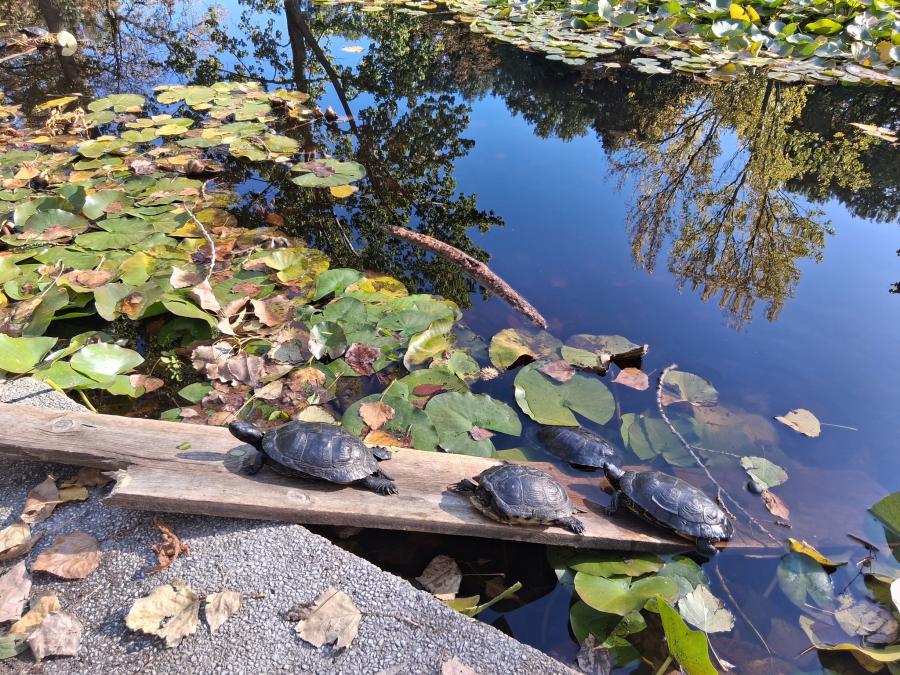 Снимка: Албена Иванова