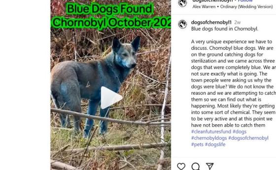 Видео със сини кучета в околностите на Чернобил обиколи социалните мрежи