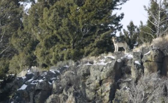 Вълците, които изядоха лосовете и спасиха реката в Йелоустоун