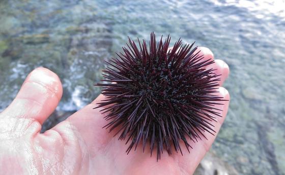 Вече е ясно, кое е животното, съставено почти изцяло от мозък