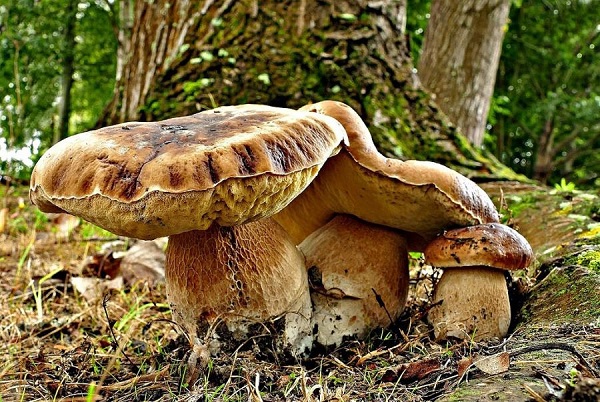 Снимка: Бернард Спраг, обществено достояние, Wikimedia Commons