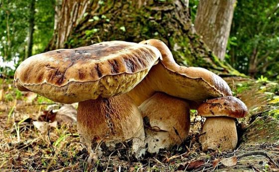 Горски дар е безценен помощник на здравословното стареене