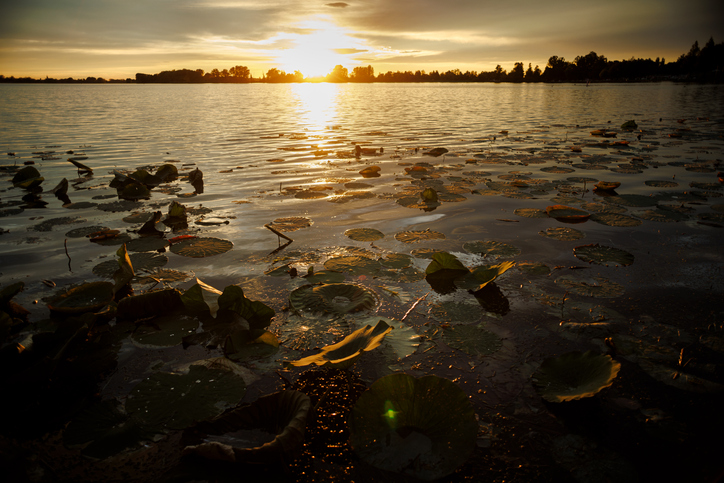 снимка: iStock