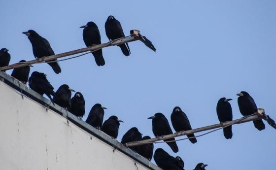 Врани събират фасове в Швеция