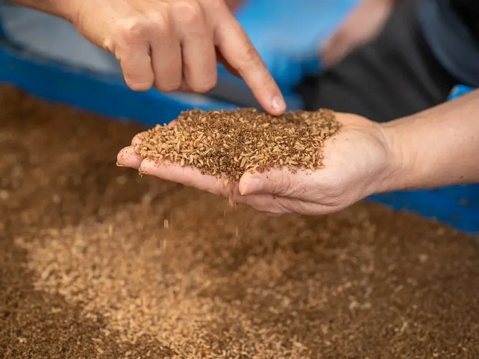 Производство на ларви на насекоми в Livin Farms, снимка:© Wirtschaftsagentur Wien /