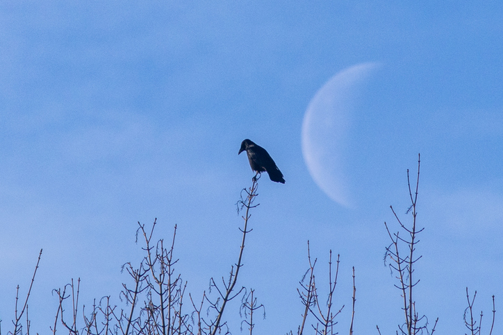 снимка: iStock