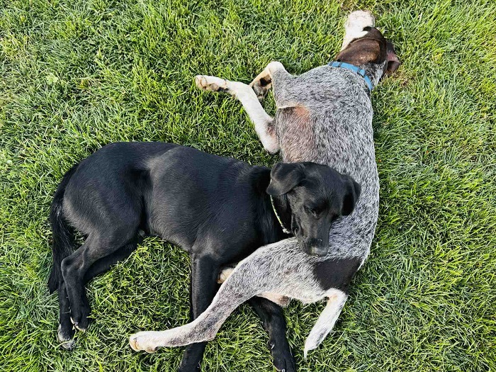 Белият шум успокоява тревожните кучета