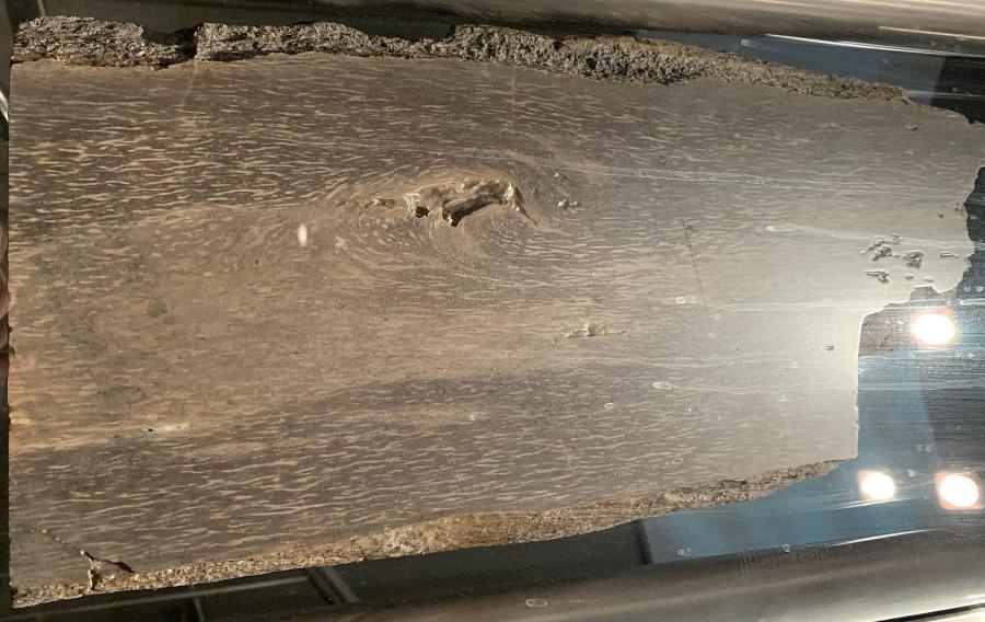 Полиран участък от Prototaxites sp., девон, остров Мелвил. В Кралския музей по