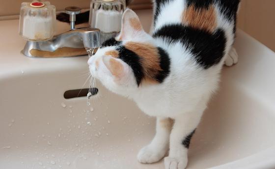 Възможно ли е водата от диспенсърите да е по-замърсена от чешмяната?