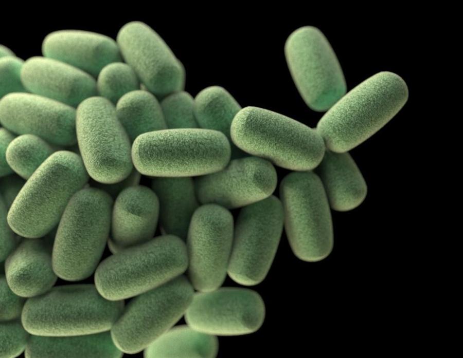 Снимка: Jennifer Oosthuizen, Обществено достояние, Wikimedia Commons