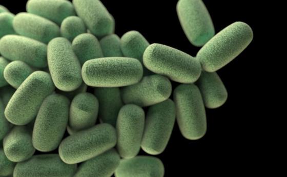 Създадоха бактерии, които изяждат раковите тумори отвътре